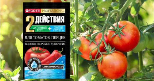 Как часто поливать томаты в теплице — простые правила
