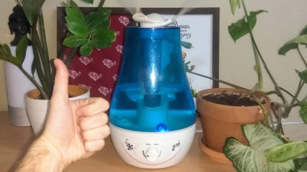 Как избавиться от плесени в доме и не дать ей вернуться даже через год