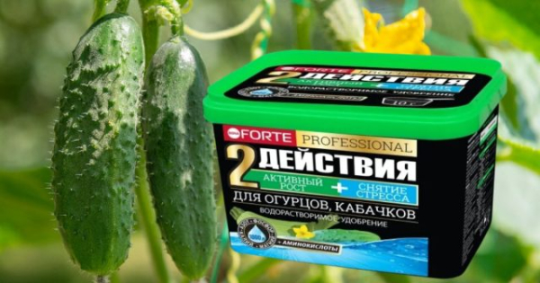 Правила полива огурцов: все детали и особенности