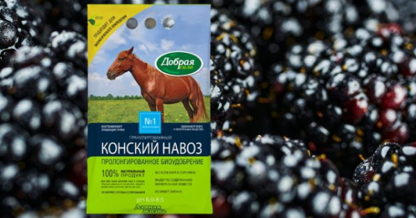 Уход за ежевикой после сбора урожая — что нельзя упустить