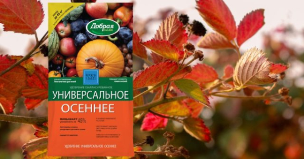Уход за ежевикой после сбора урожая — что нельзя упустить