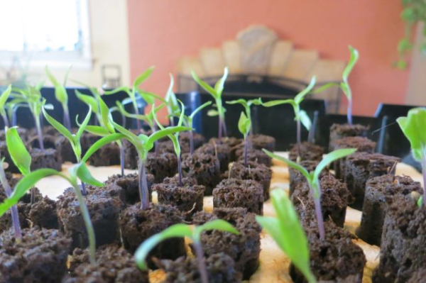 Как вырастить перец халапеньо в квартире — подробный гайд