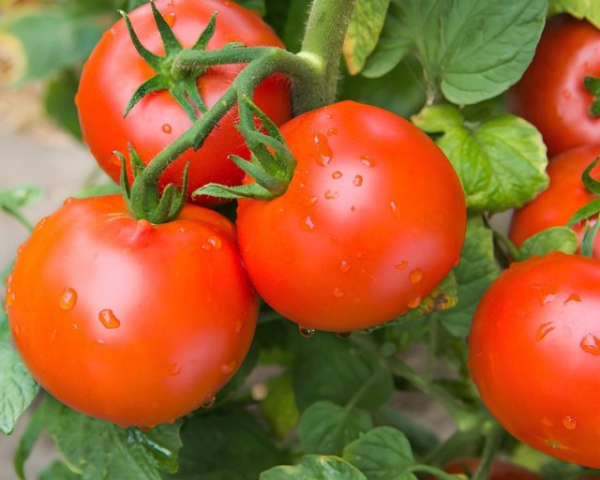 6 самых живучих и урожайных сортов томатов, которые я советую 6 самых живучих и урожайных сортов томатов, которые я советую