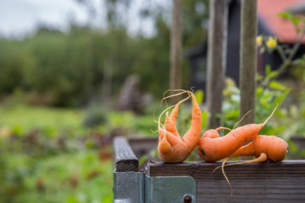 Главные опасности плотной посадки — как теснота вредит овощам? Главные опасности плотной посадки — как теснота вредит овощам?