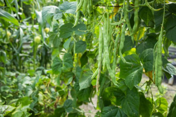 9 овощей, которые редко сажают, а зря — растут легче лёгкого