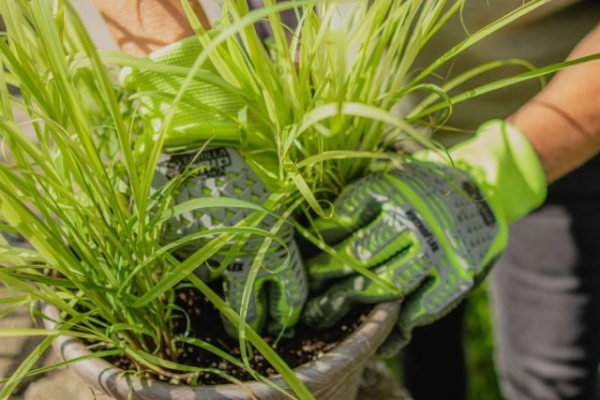 5 полезных трав для комнатного выращивания