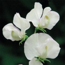 6 «бабушкиных» цветов, за которыми снова охотятся все цветоводы