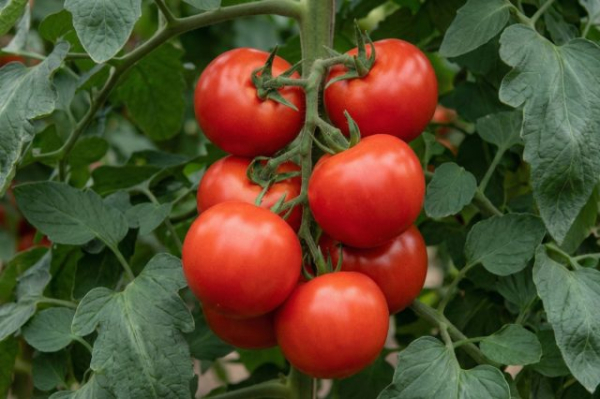 6 самых живучих и урожайных сортов томатов, которые я советую 6 самых живучих и урожайных сортов томатов, которые я советую