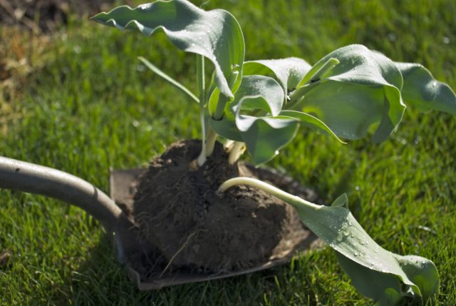 Пересадка тюльпанов на другое место весной