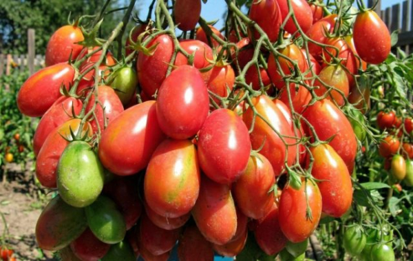 6 самых живучих и урожайных сортов томатов, которые я советую 6 самых живучих и урожайных сортов томатов, которые я советую