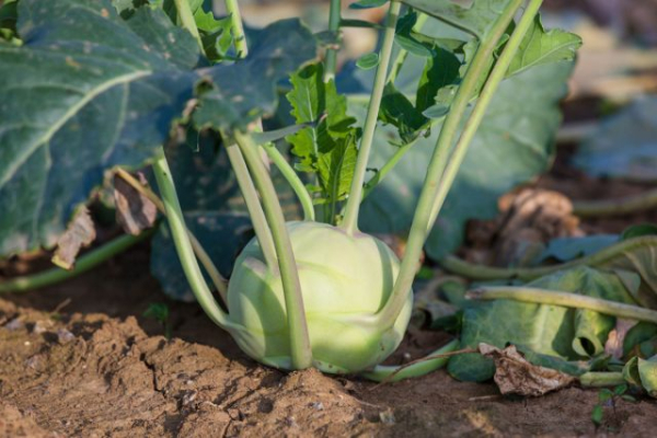 9 овощей, которые редко сажают, а зря — растут легче лёгкого