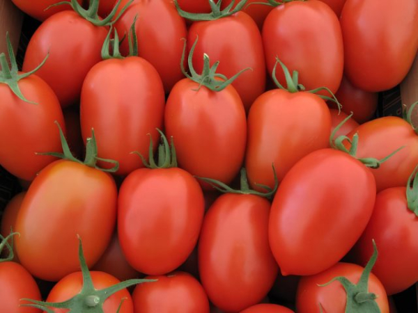 6 самых живучих и урожайных сортов томатов, которые я советую 6 самых живучих и урожайных сортов томатов, которые я советую