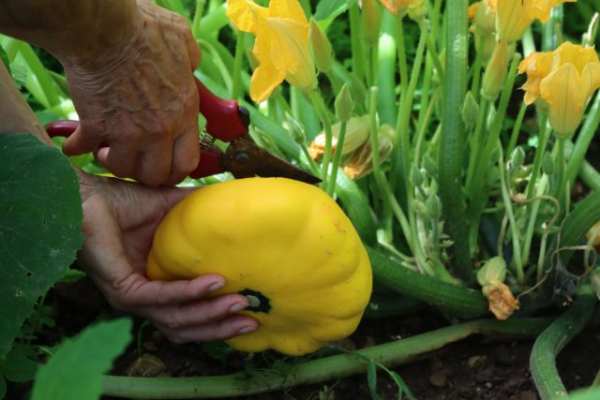 9 овощей, которые редко сажают, а зря — растут легче лёгкого