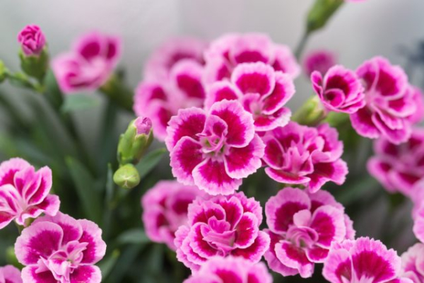 6 «бабушкиных» цветов, за которыми снова охотятся все цветоводы