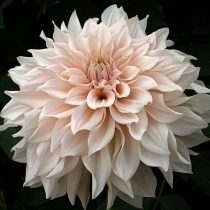 6 «бабушкиных» цветов, за которыми снова охотятся все цветоводы