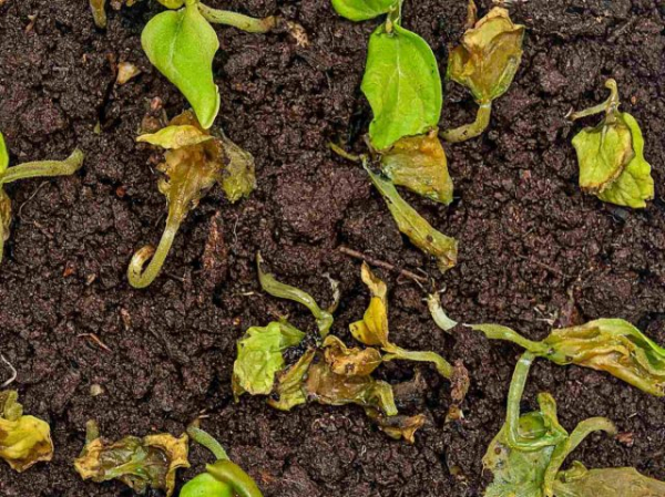 Главные опасности плотной посадки — как теснота вредит овощам? Главные опасности плотной посадки — как теснота вредит овощам?