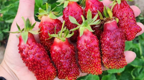 Земклуника — ягода, которая удивляет. Какие сорта вырастить? Земклуника — ягода, которая удивляет. Какие сорта вырастить?