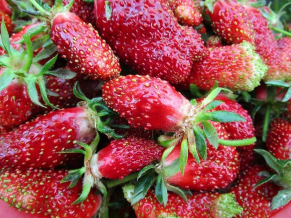 Земклуника — ягода, которая удивляет. Какие сорта вырастить? Земклуника — ягода, которая удивляет. Какие сорта вырастить?