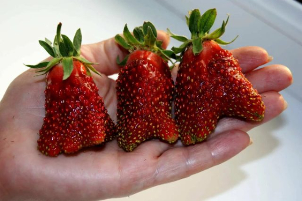 Земклуника — ягода, которая удивляет. Какие сорта вырастить? Земклуника — ягода, которая удивляет. Какие сорта вырастить?