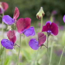 6 «бабушкиных» цветов, за которыми снова охотятся все цветоводы